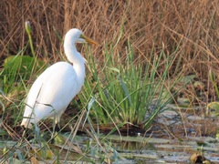 Ardea alba melanorhynchos