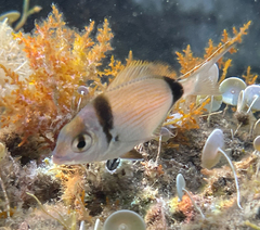 Diplodus vulgaris