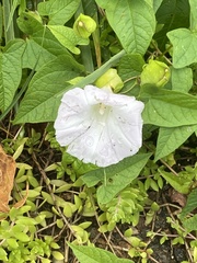 Calystegia silvatica