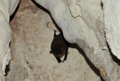 Emballonuridae