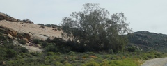Ficus cordata cordata