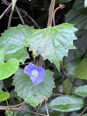 Ipomoea hederacea