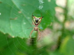 Micrathena sagittata