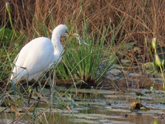 Ardea alba melanorhynchos