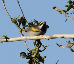 Vermivora chrysoptera