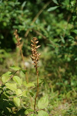 Anacamptis pyramidalis