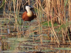 Actophilornis africanus