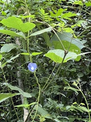 Ipomoea hederacea