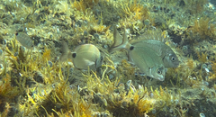 Diplodus sargus