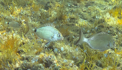 Diplodus sargus