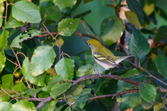 Setophaga pensylvanica