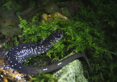 Plethodon punctatus