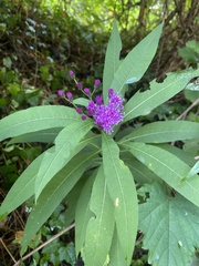 Vernonia
