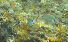 Diplodus sargus