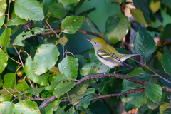 Setophaga pensylvanica