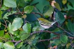 Setophaga pensylvanica