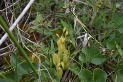 Liparis loeselii