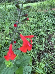 Salvia coccinea