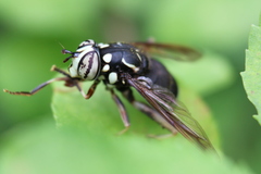 Spilomyia fusca