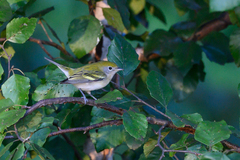 Setophaga pensylvanica