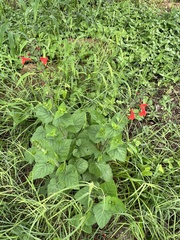 Salvia coccinea
