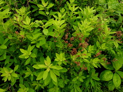 Spiraea alba