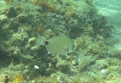 Diplodus sargus