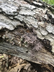 Alloclavaria purpurea