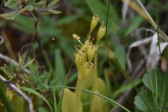 Liparis loeselii