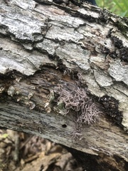 Alloclavaria purpurea