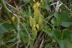 Liparis loeselii