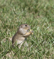 Spermophilus citellus