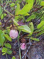 Geobalanus oblongifolius