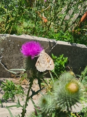 Satyrinae
