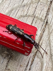 Arrhenodes minutus