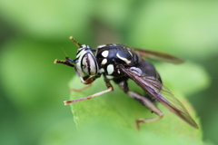 Spilomyia fusca