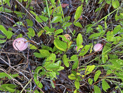 Geobalanus oblongifolius