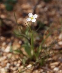 Heliophila variabilis