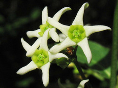 Vincetoxicum hirundinaria