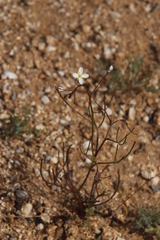 Heliophila variabilis