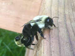 Bombus impatiens
