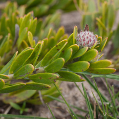 Leucospermum calligerum