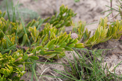 Leucospermum calligerum