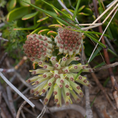 Leucospermum calligerum