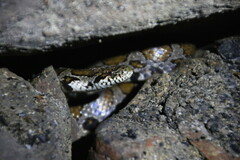 Lampropeltis triangulum