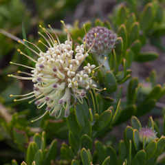 Leucospermum calligerum