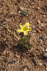 Oxalis obtusa