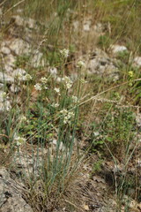 Allium marschalianum
