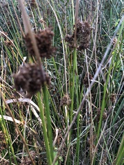 Juncus effusus
