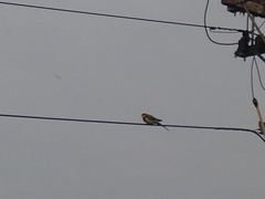 Platycercus eximius